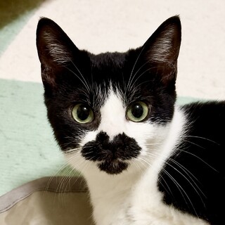 人馴れ抜群！天真爛漫なちょび髭猫のかなうちゃん♪