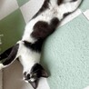 【検討中】 天真爛漫なちょび髭猫のかなうちゃん♪ サムネイル2