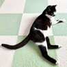 【検討中】 天真爛漫なちょび髭猫のかなうちゃん♪ サムネイル3