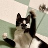 【検討中】 天真爛漫なちょび髭猫のかなうちゃん♪ サムネイル4