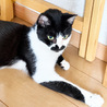 【検討中】 天真爛漫なちょび髭猫のかなうちゃん♪ サムネイル5