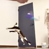 【検討中】 天真爛漫なちょび髭猫のかなうちゃん♪ サムネイル7