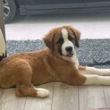 里帰りした男の子4ヶ月 セントミックス
