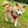 【すず】大人しくて人懐っこい女の子です☆ サムネイル2