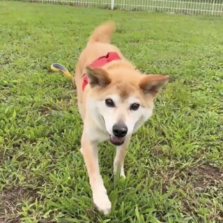 【たろ】　人が大好きで温厚な男の子です☆