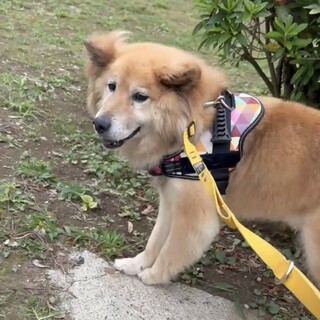 【ふく】とても甘えん坊な男の子です☆