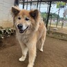 【ふく】とても甘えん坊な男の子です☆ サムネイル2