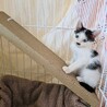 ●心房中隔欠損症の疑い● サムネイル2