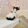 ●心房中隔欠損症の疑い● サムネイル3