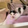 ●心房中隔欠損症の疑い● サムネイル4
