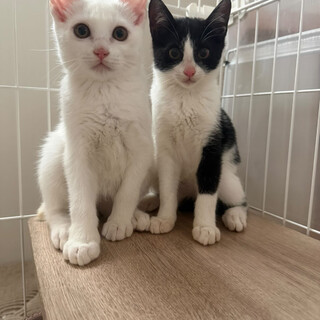 親子猫