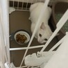 親子猫 サムネイル2