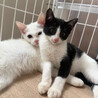 親子猫 サムネイル3