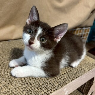 ヒマラヤンMIX × 子猫 × 去勢済み × 動画あり」保護猫里親募集情報