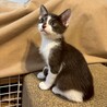 矢印みたいな短い鍵シッポ★ウルくん サムネイル2