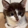 矢印みたいな短い鍵シッポ★ウルくん サムネイル3