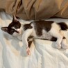 矢印みたいな短い鍵シッポ★ウルくん サムネイル4