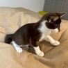 矢印みたいな短い鍵シッポ★ウルくん サムネイル5