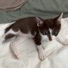 矢印みたいな短い鍵シッポ★ウルくん サムネイル6