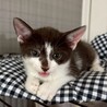 矢印みたいな短い鍵シッポ★ウルくん サムネイル7