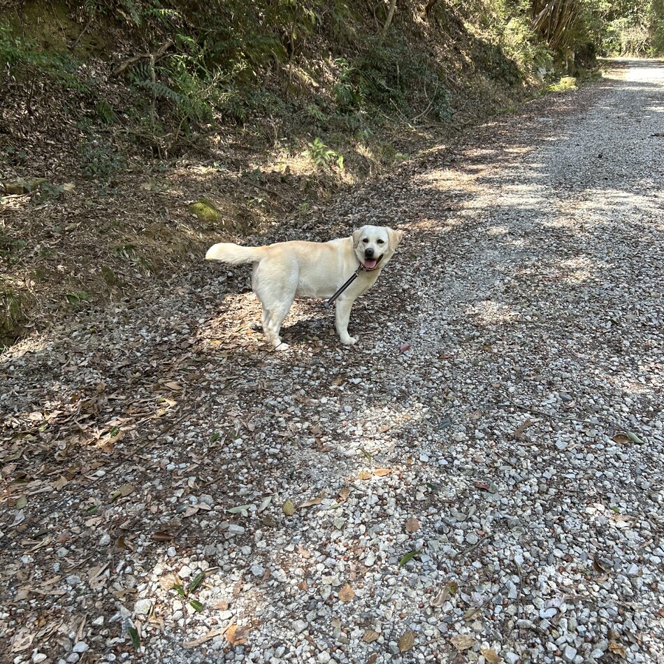 ココナのカバー写真