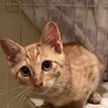 イケメン兄弟のリノとマナです！ サムネイル2