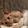 イケメン兄弟のリノとマナです！ サムネイル3