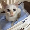 イケメン兄弟のリノとマナです！ サムネイル5