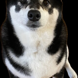 〜黒柴犬〜里親募集