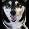 〜黒柴犬〜里親募集 サムネイル2