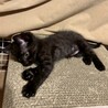 必殺技の高速チマチマ走りが最高！♡ティグリスちゃん サムネイル7