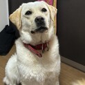 里親募集してます！