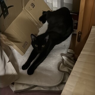 TNR予定だった甘えん坊黒猫ちゃん