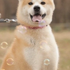 秋田犬　里親募集 サムネイル2