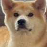 秋田犬　里親募集 サムネイル3
