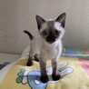 シャムmixお膝大好きな女の子♡ サムネイル2