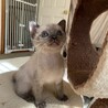 シャムmixお膝大好きな女の子♡ サムネイル5