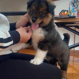 中型犬〜大型犬　雑種　オス　野犬の仔犬
