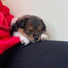 中型犬〜大型犬　雑種　オス　野犬の仔犬 サムネイル3