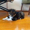 中型犬〜大型犬　雑種　オス　野犬の仔犬 サムネイル2