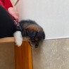 中型犬〜大型犬　雑種　オス　野犬の仔犬 サムネイル4