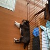 中型犬〜大型犬　雑種　オス　野犬の仔犬 サムネイル5