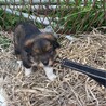 中型犬〜大型犬　雑種　オス　野犬の仔犬 サムネイル6
