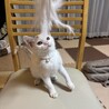 べったべたの甘えん坊、人間ストーカー寺山さん サムネイル2
