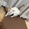べったべたの甘えん坊、人間ストーカー寺山さん サムネイル3