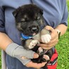 かわいい子犬！地（ちい）くん サムネイル2