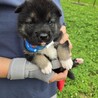かわいい子犬！地（ちい）くん サムネイル3
