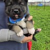 かわいい子犬！地（ちい）くん サムネイル4