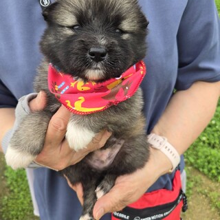 かわいい子犬！北（ほく）くん