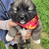 かわいい子犬！北（ほく）くん サムネイル2